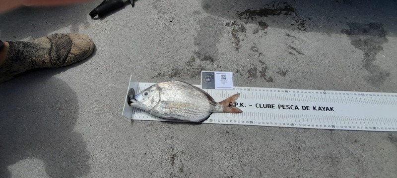 Fish Measure Picture
